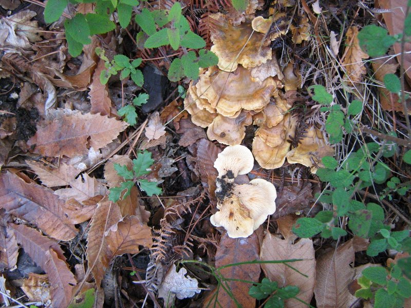 Funghi dalla Castellina